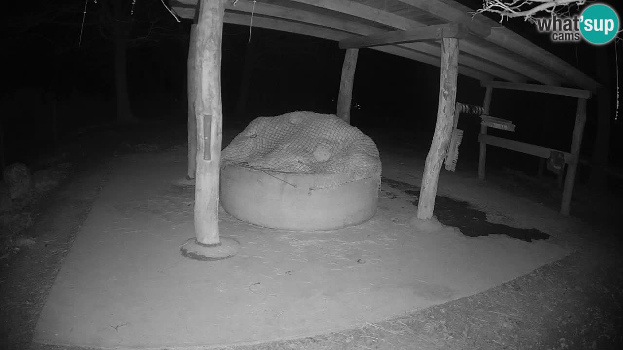 Zebre v živo v živalskem vrtu Ljubljana ZOO spletne kamere