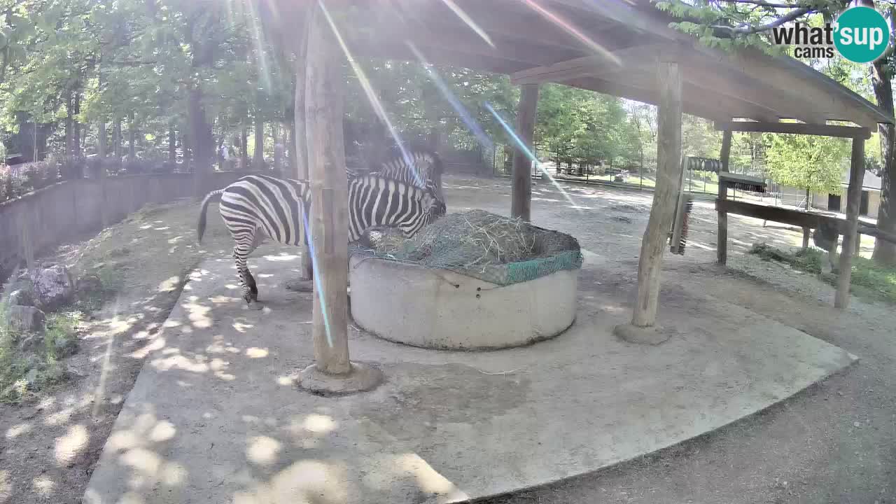Live webcam Les zèbres in Ljubljana ZOO – Slovénie