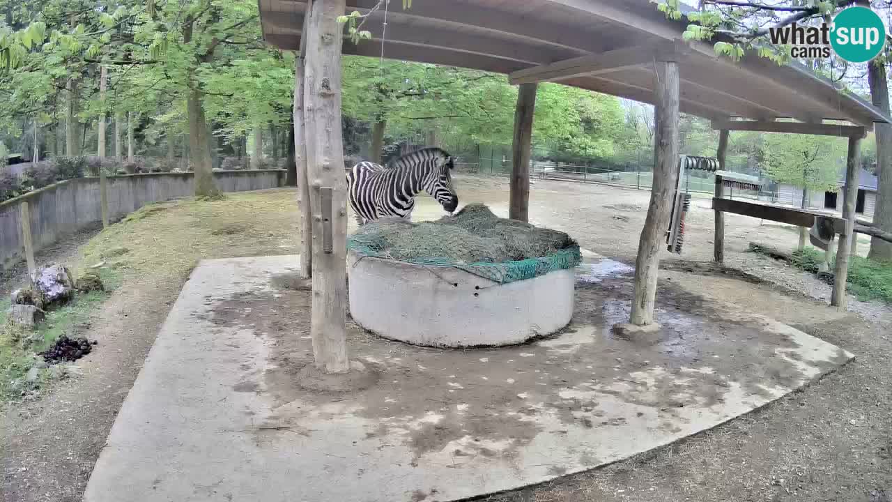 Live webcam Les zèbres in Ljubljana ZOO – Slovénie