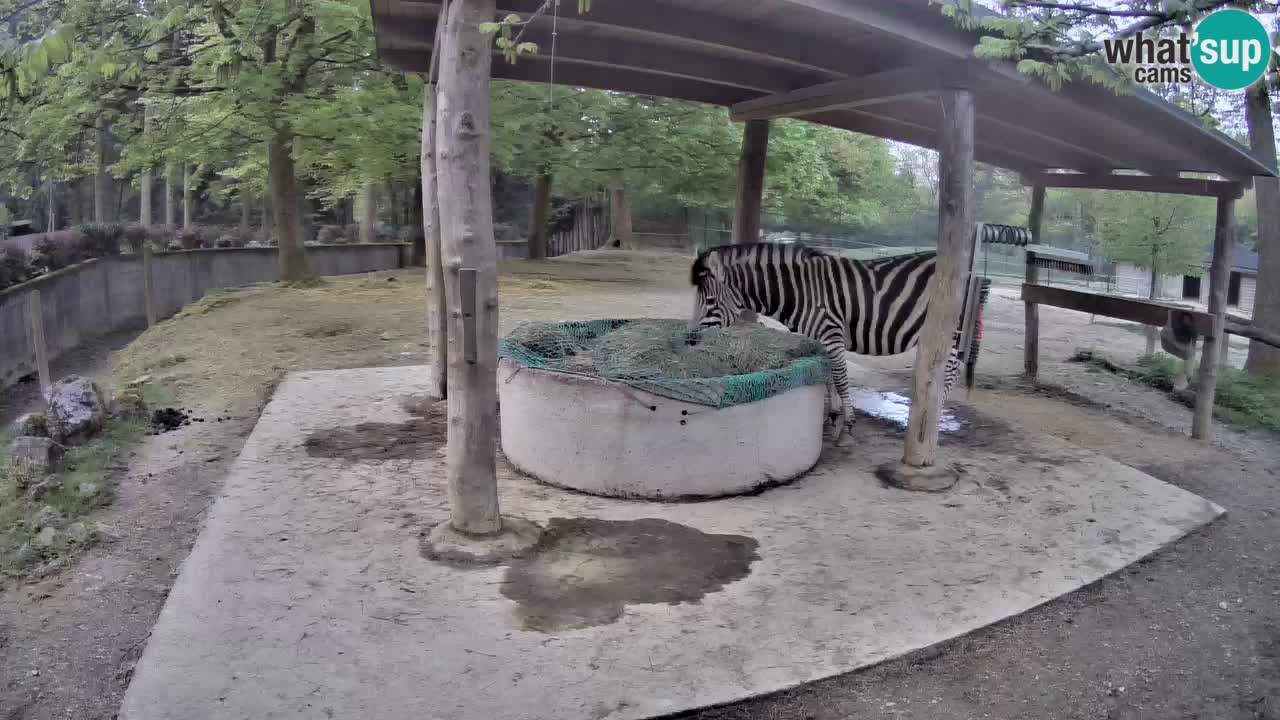 Camera en vivo Cebras in Ljubljana ZOO – Eslovenia