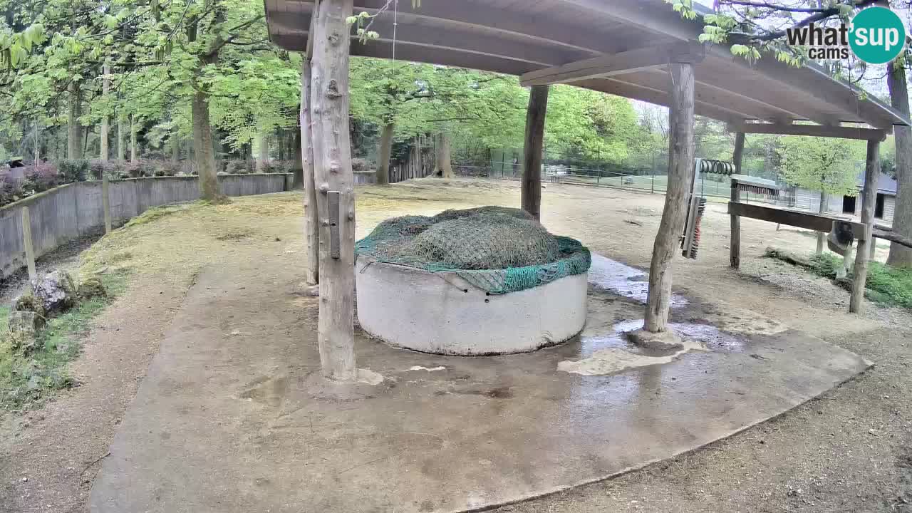 Web kamera uživo Zebras u ZOO Ljubljana – Slovenija