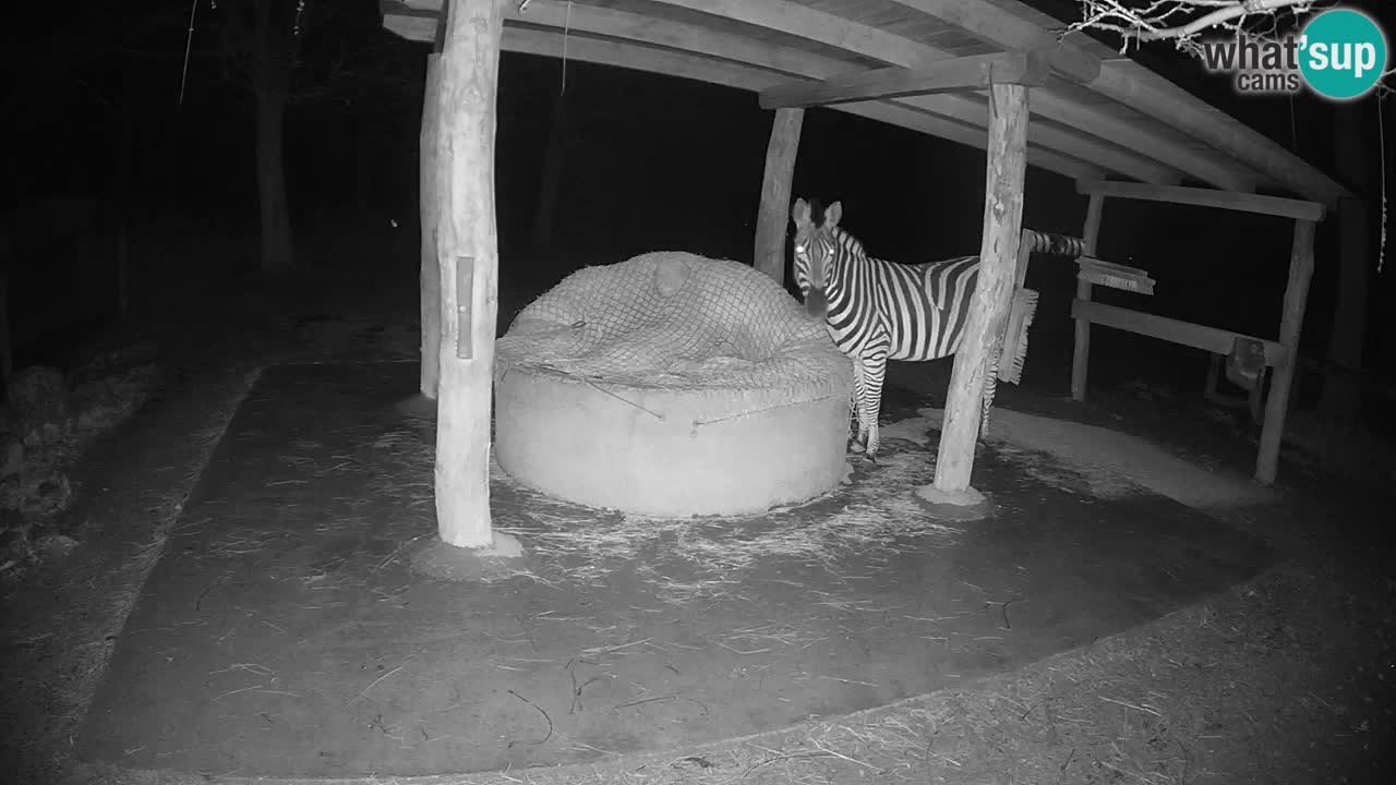 Live webcam Zebras in Ljubljana ZOO – Slovenia