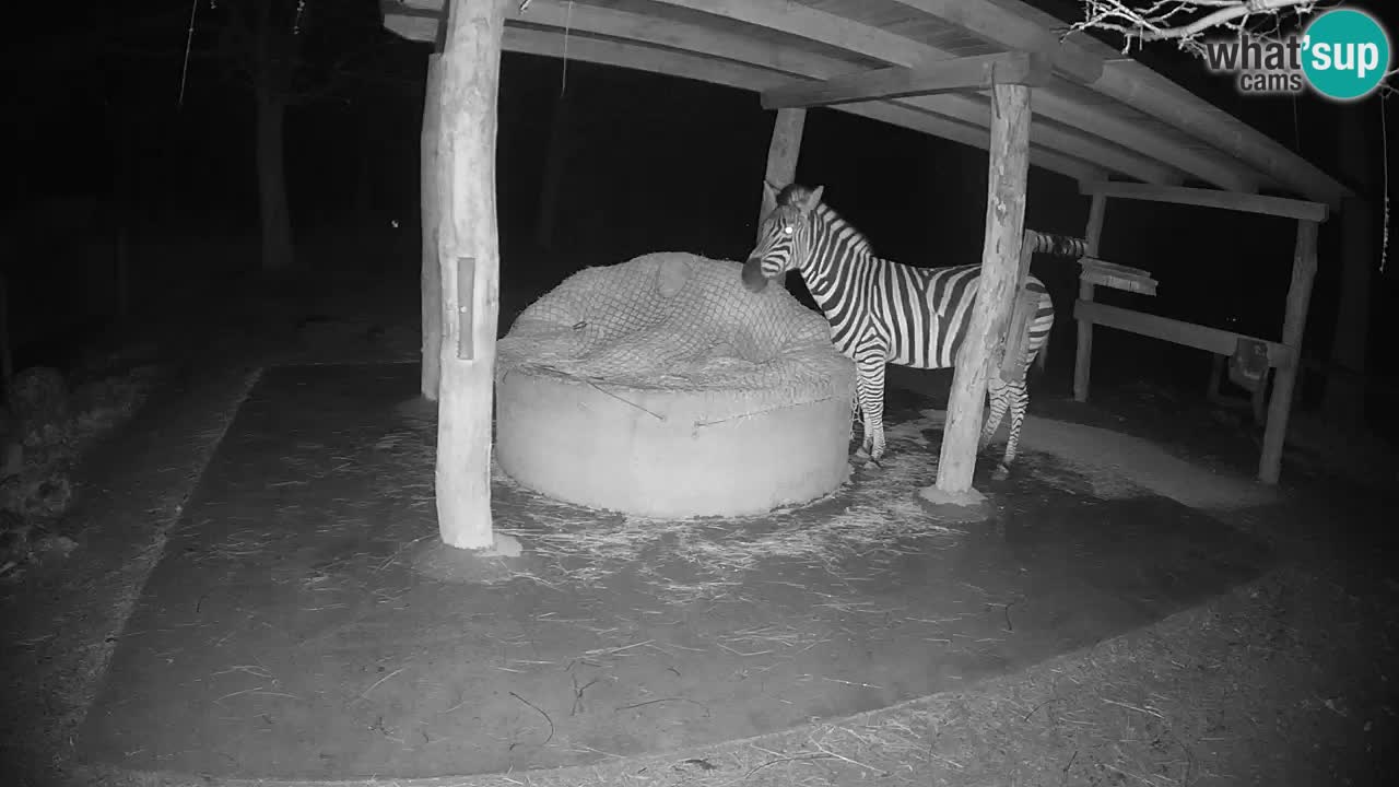 Zebre v živo v živalskem vrtu Ljubljana ZOO spletne kamere