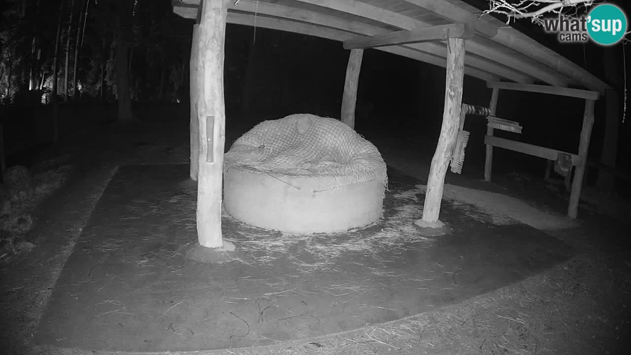 Web kamera uživo Zebras u ZOO Ljubljana – Slovenija