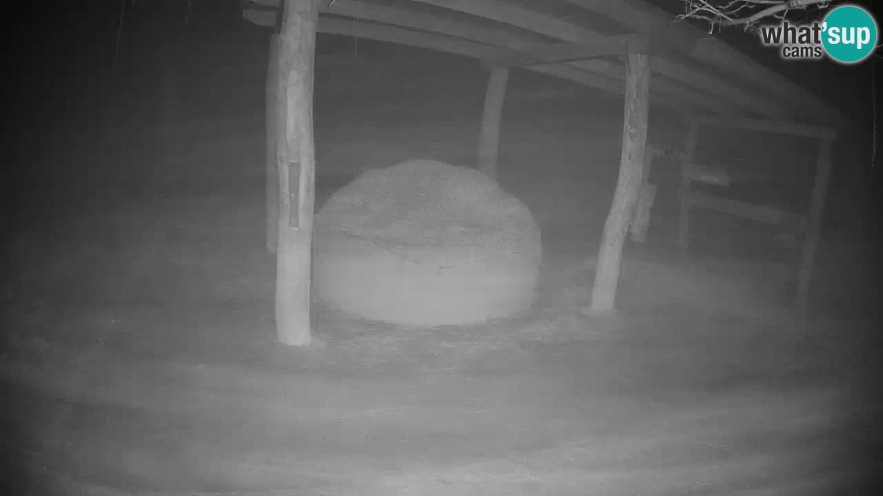 Zebre v živo v živalskem vrtu Ljubljana ZOO spletne kamere