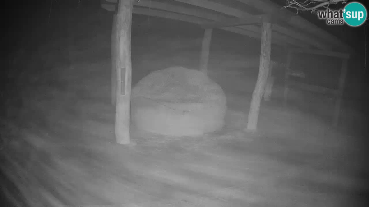 Zebre v živo v živalskem vrtu Ljubljana ZOO spletne kamere