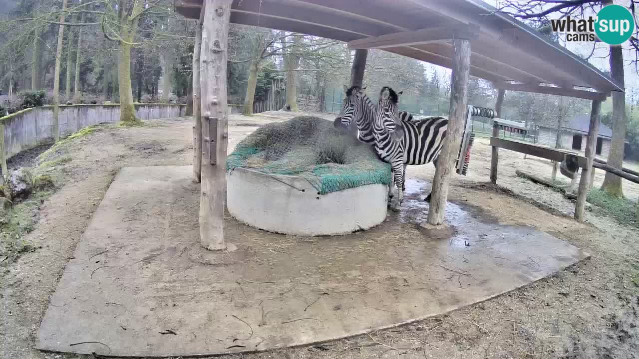 Zebre v živo v živalskem vrtu Ljubljana ZOO spletne kamere