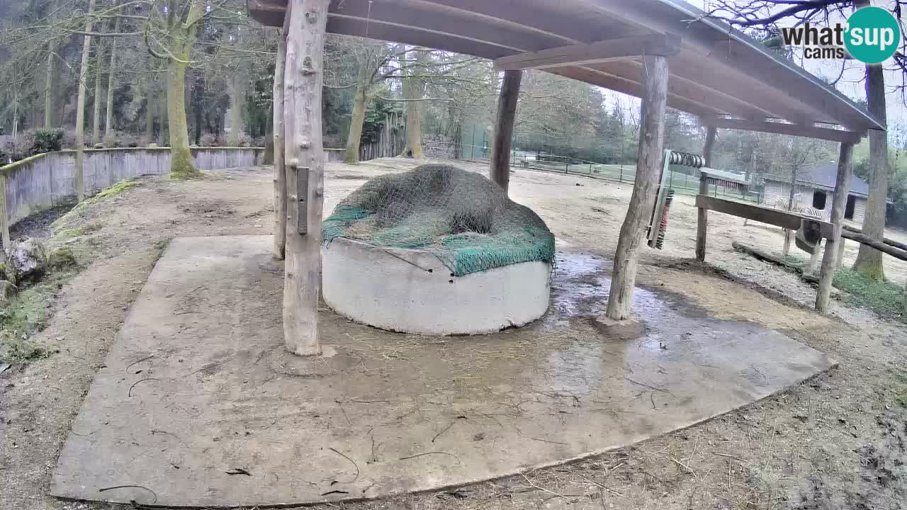 Live webcam Zebras in Ljubljana ZOO – Slovenia