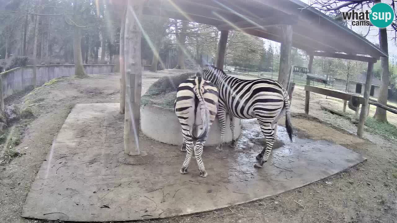 Le Zebre nello ZOO di Ljubljana – Slovenia Live webcam