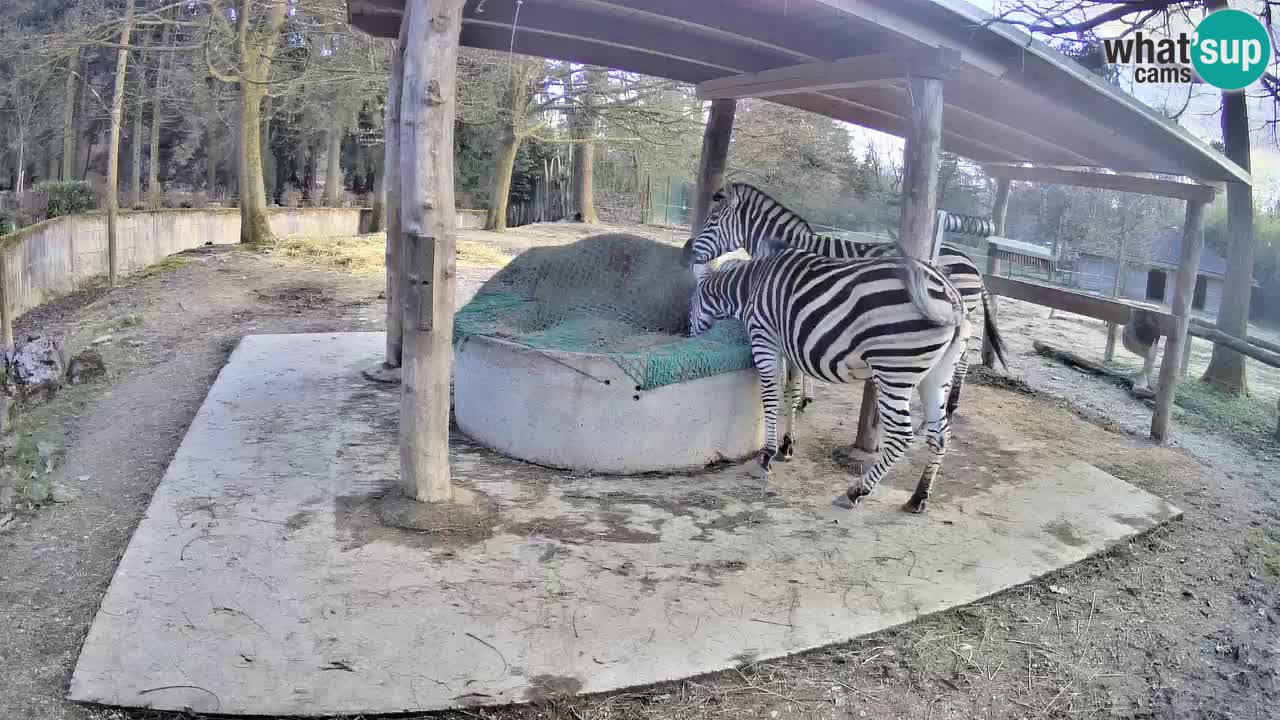 Live Webcam Zebras in Ljubljana ZOO – Slowenien