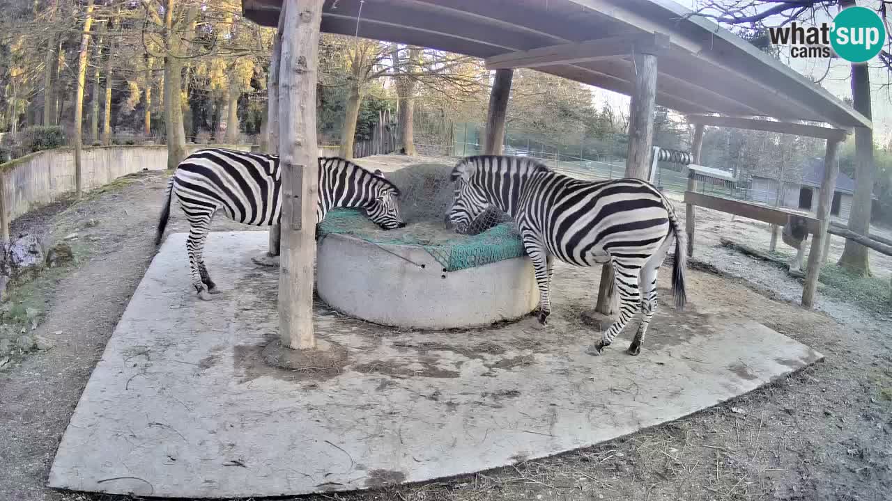 Le Zebre nello ZOO di Ljubljana – Slovenia Live webcam