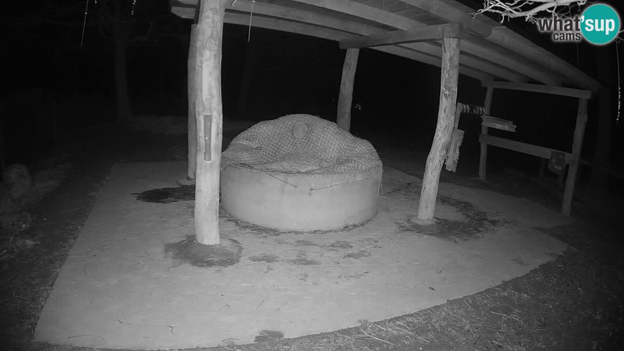 Le Zebre nello ZOO di Ljubljana – Slovenia Live webcam