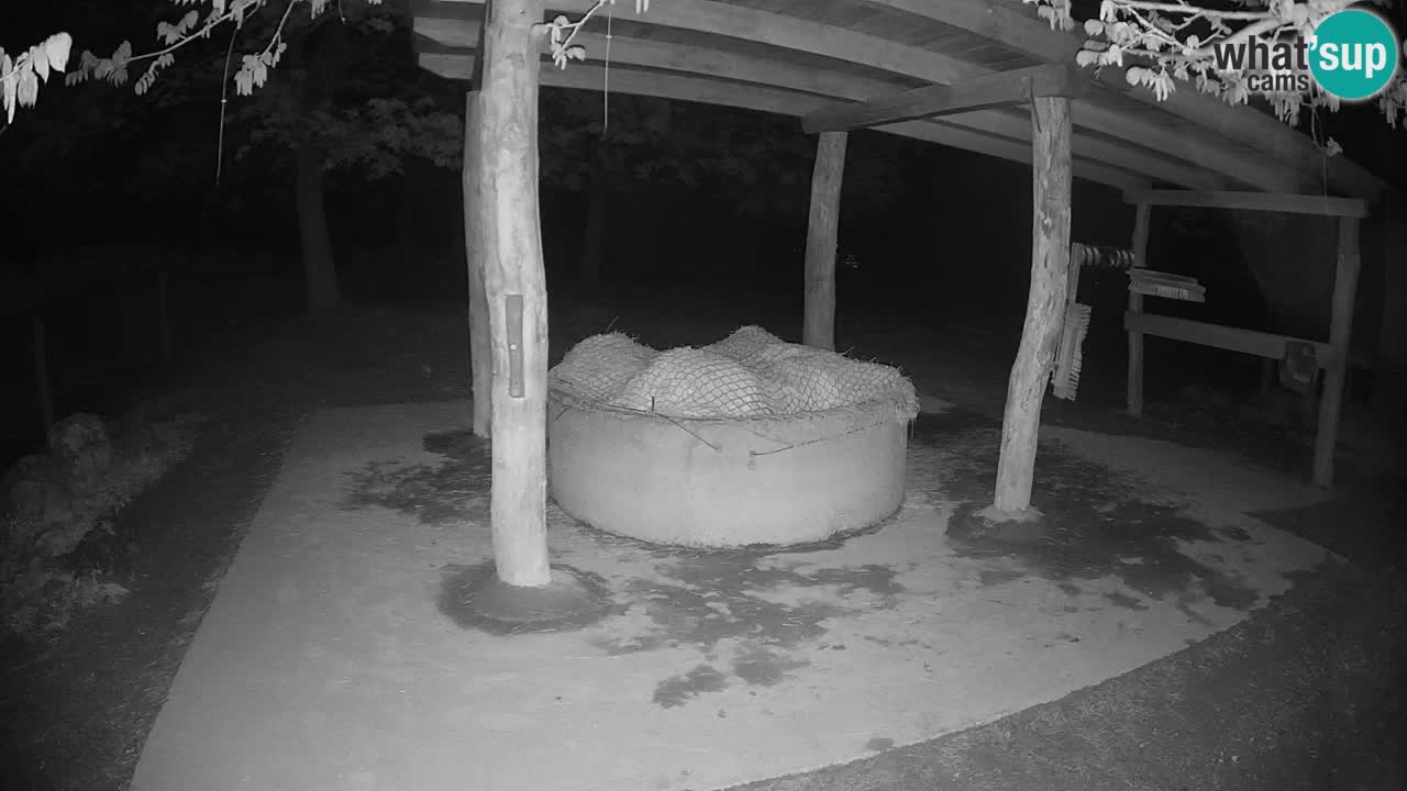 Camera en vivo Cebras in Ljubljana ZOO – Eslovenia