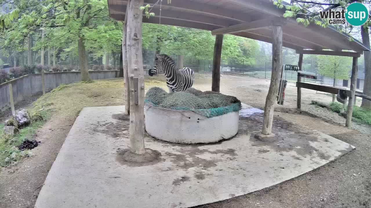Web kamera uživo Zebras u ZOO Ljubljana – Slovenija