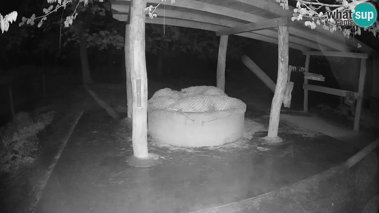 Live webcam Les zèbres in Ljubljana ZOO – Slovénie