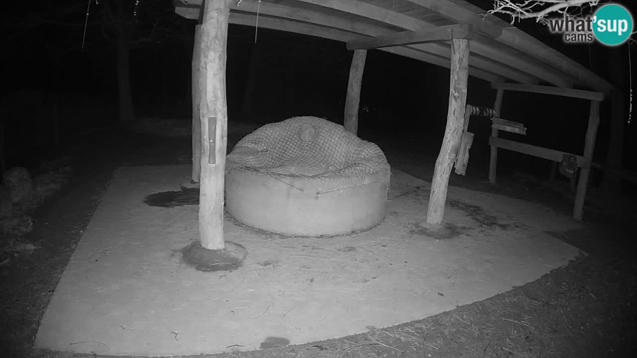 Live webcam Zebras in Ljubljana ZOO – Slovenia