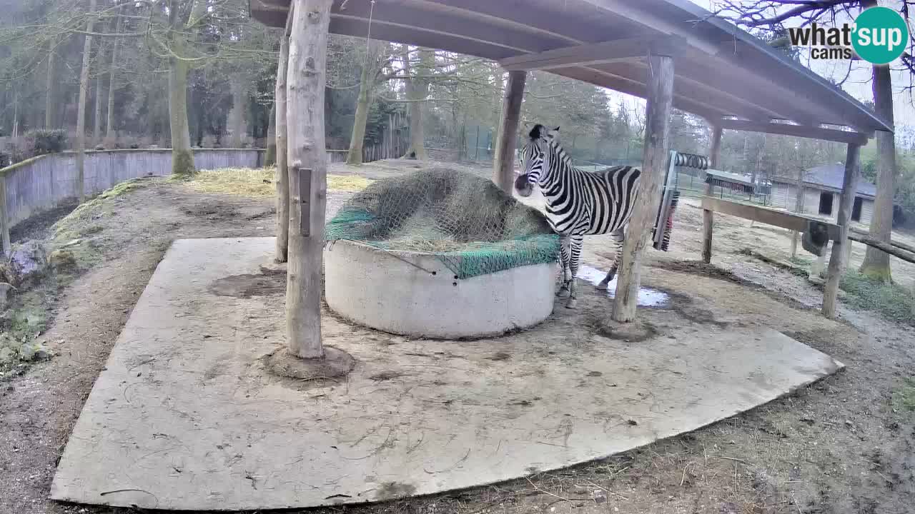Live webcam Zebras in Ljubljana ZOO – Slovenia