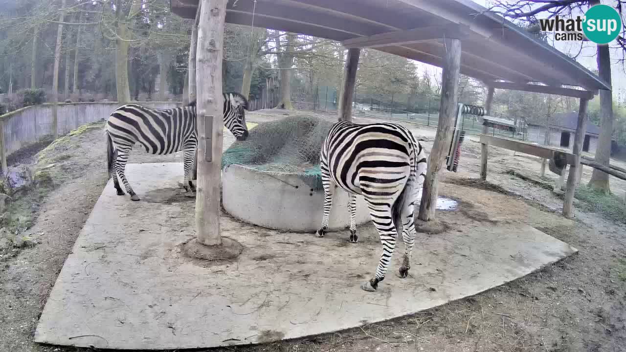 Live webcam Zebras in Ljubljana ZOO – Slovenia