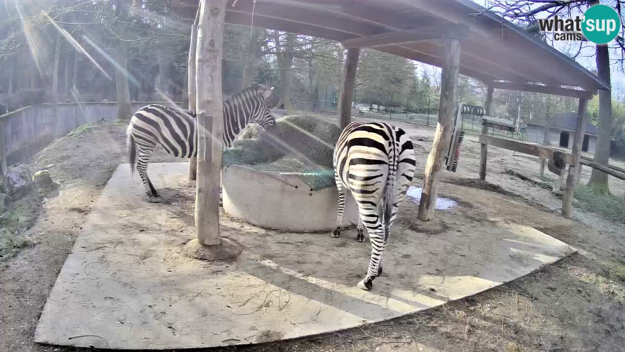 Zebre v živo v živalskem vrtu Ljubljana ZOO spletne kamere