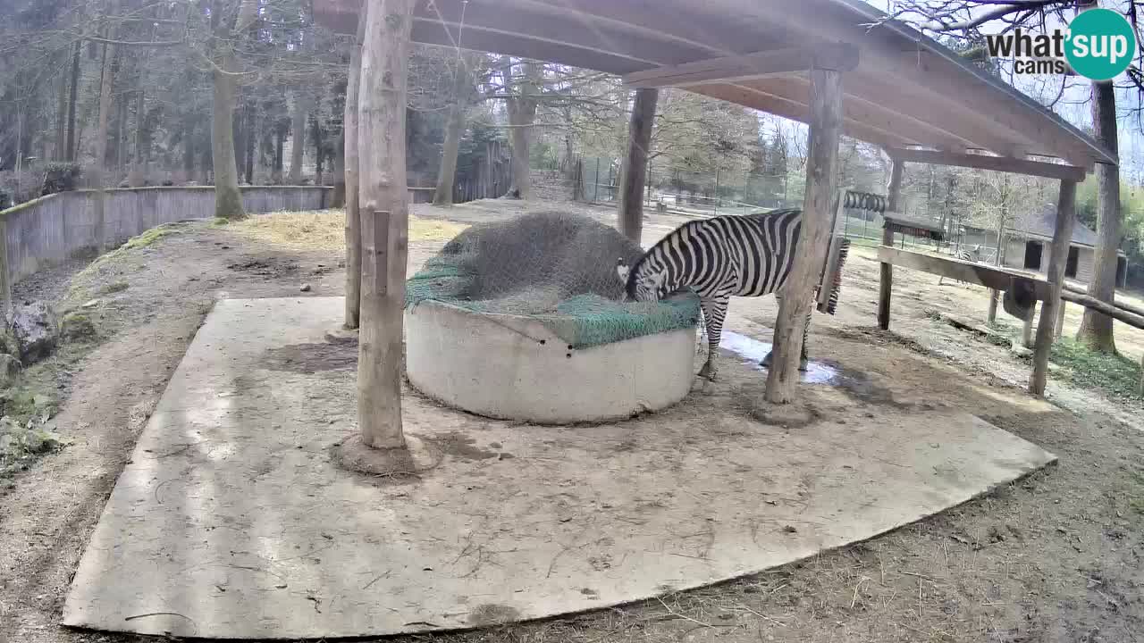 Zebre v živo v živalskem vrtu Ljubljana ZOO spletne kamere