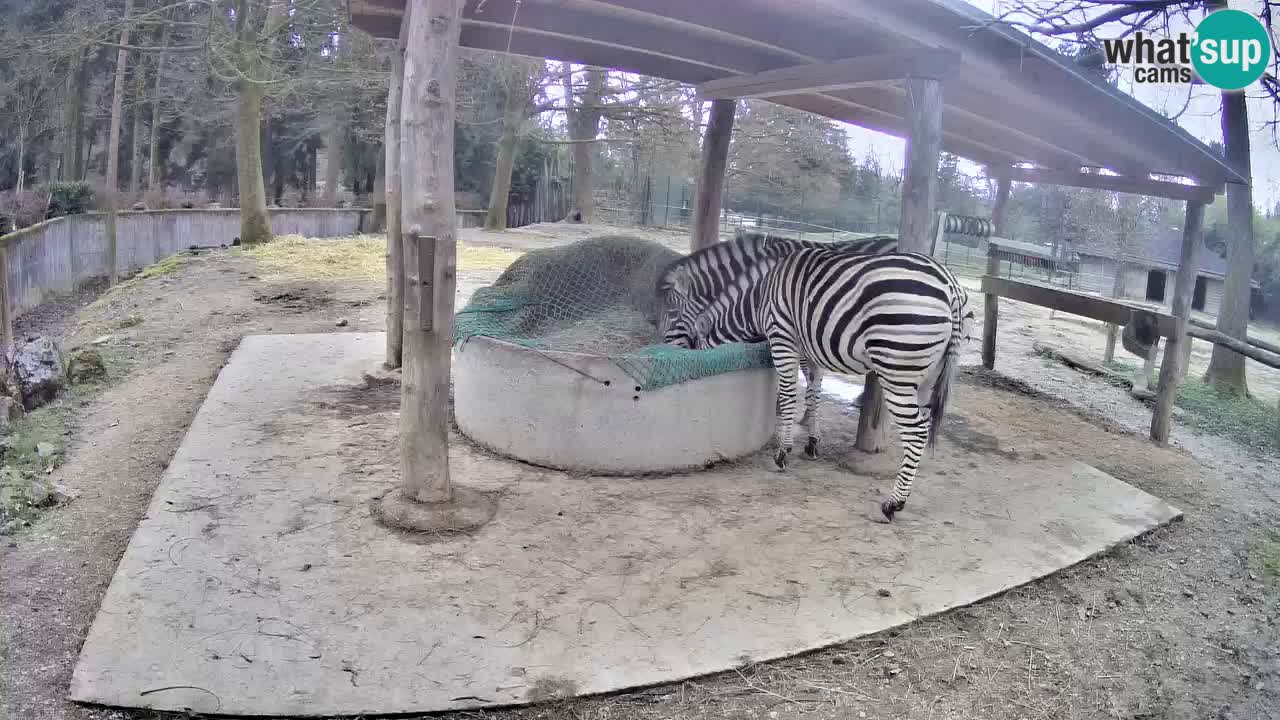 Live webcam Zebras in Ljubljana ZOO – Slovenia