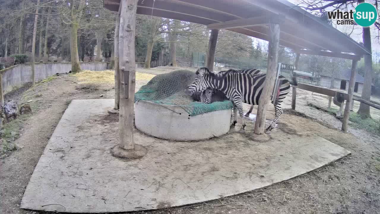 Live Webcam Zebras in Ljubljana ZOO – Slowenien