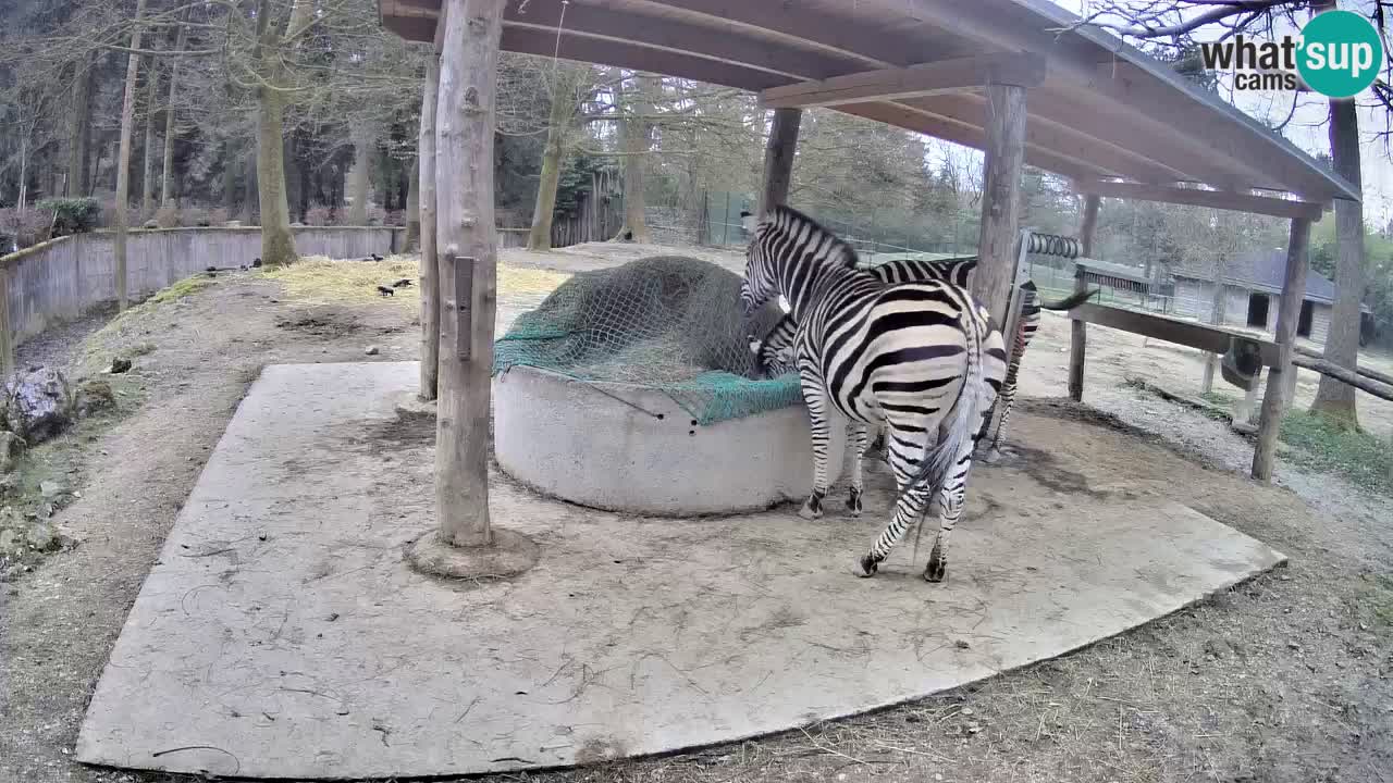 Live webcam Zebras in Ljubljana ZOO – Slovenia