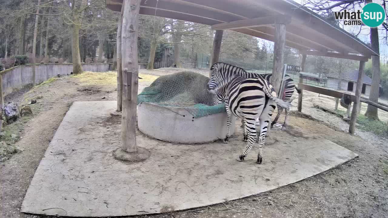 Live webcam Zebras in Ljubljana ZOO – Slovenia