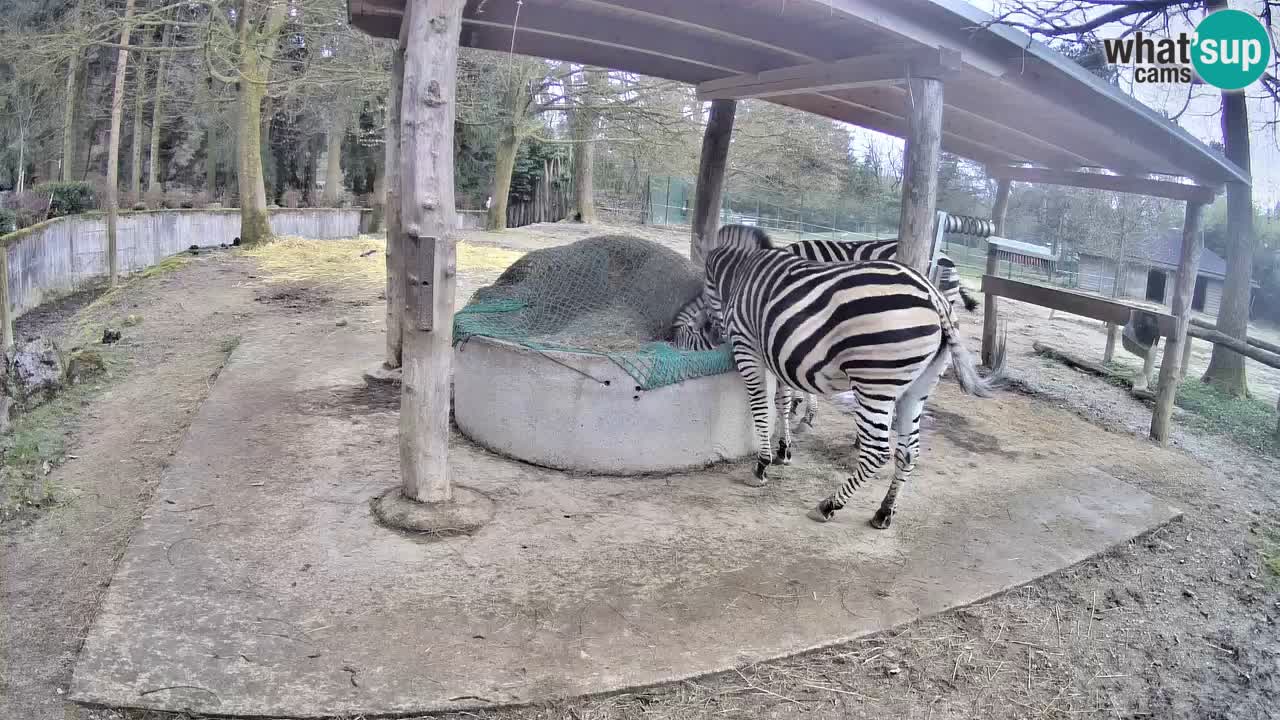 Live webcam Zebras in Ljubljana ZOO – Slovenia