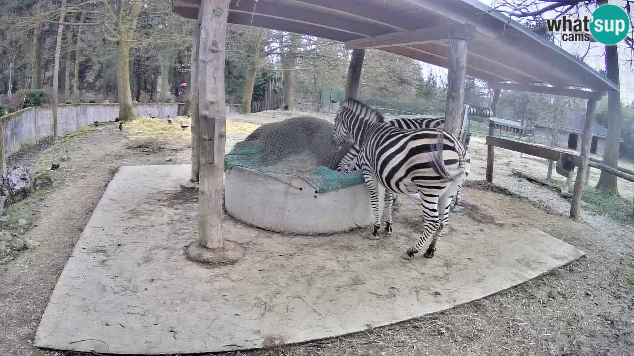 Live webcam Zebras in Ljubljana ZOO – Slovenia