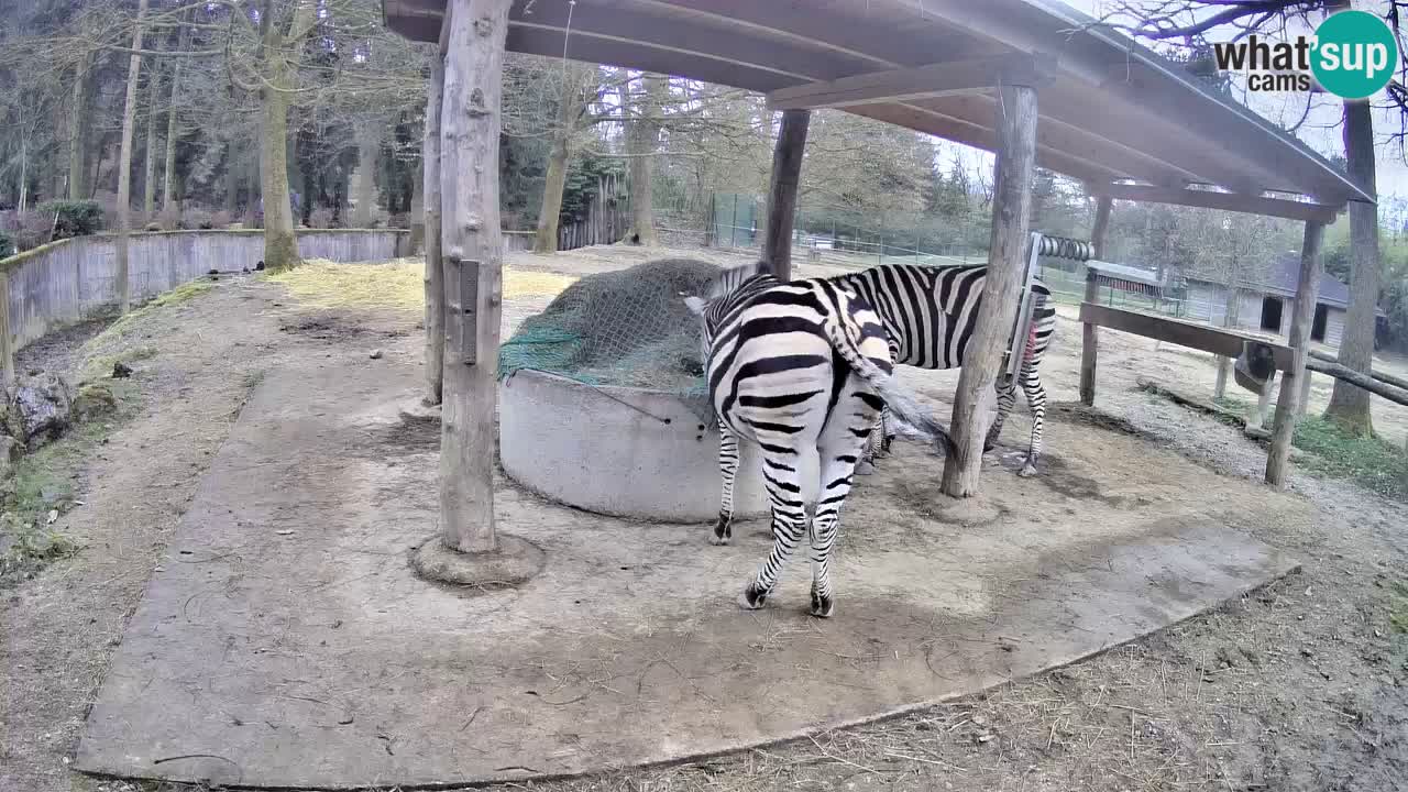 Camera en vivo Cebras in Ljubljana ZOO – Eslovenia