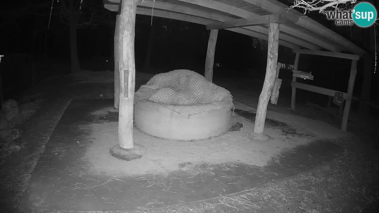 Le Zebre nello ZOO di Ljubljana – Slovenia Live webcam