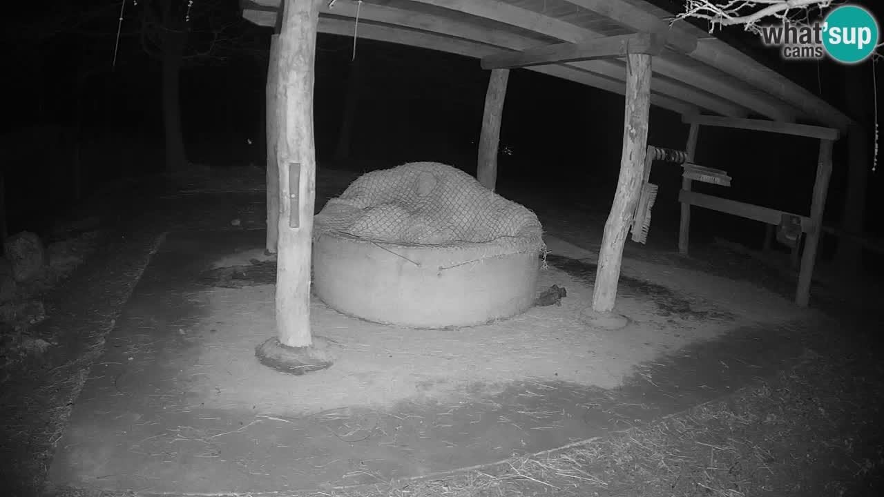 Le Zebre nello ZOO di Ljubljana – Slovenia Live webcam