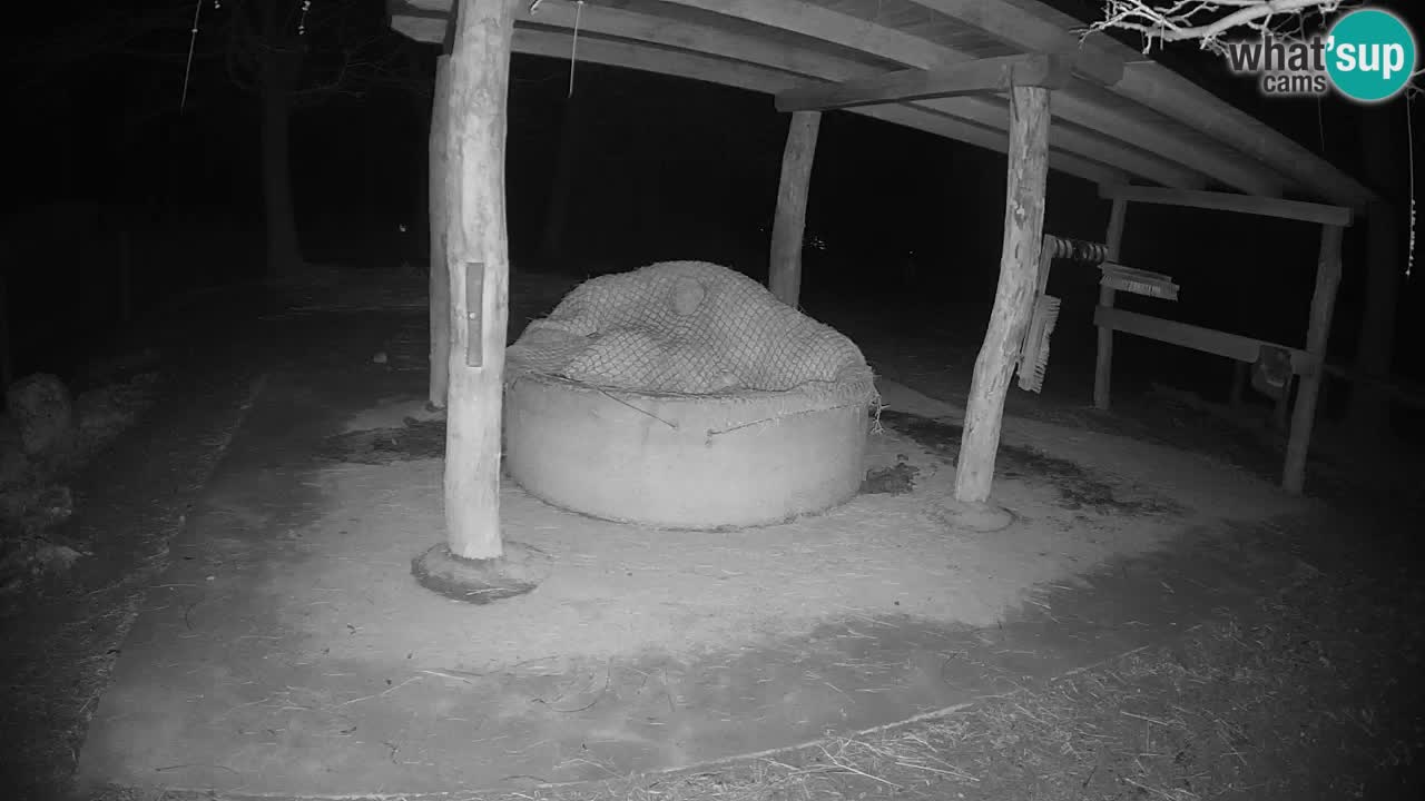 Zebre v živo v živalskem vrtu Ljubljana ZOO spletne kamere