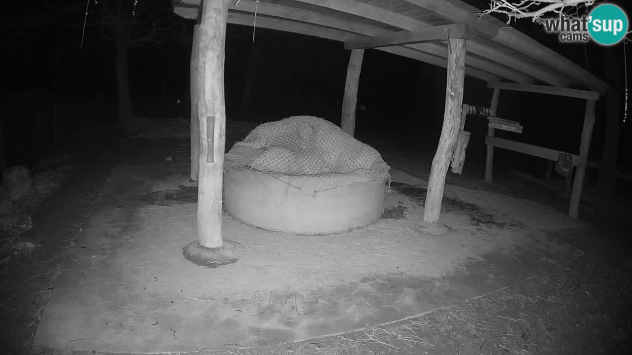 Zebre v živo v živalskem vrtu Ljubljana ZOO spletne kamere