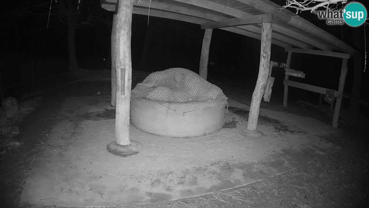 Live webcam Zebras in Ljubljana ZOO – Slovenia