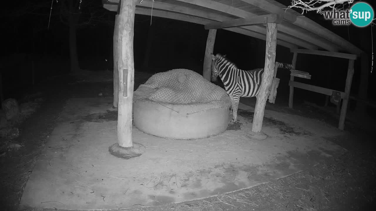 Live webcam Zebras in Ljubljana ZOO – Slovenia
