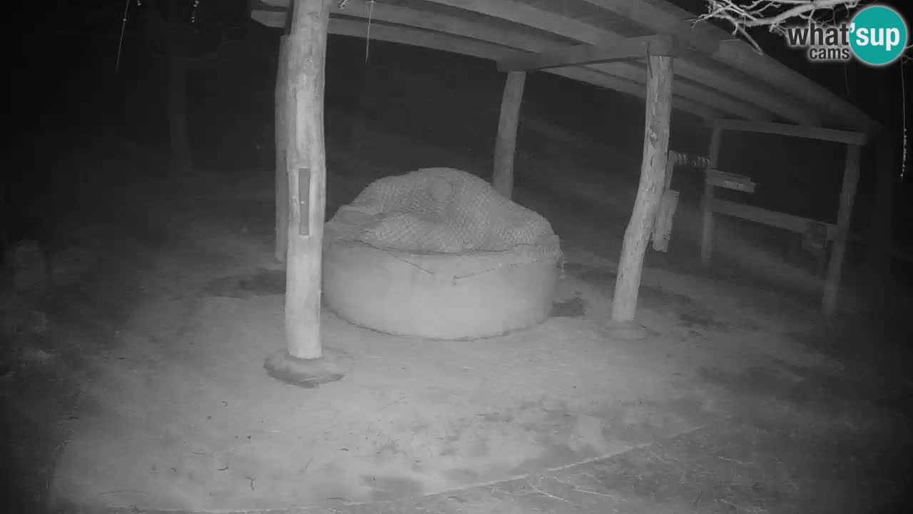 Live webcam Zebras in Ljubljana ZOO – Slovenia