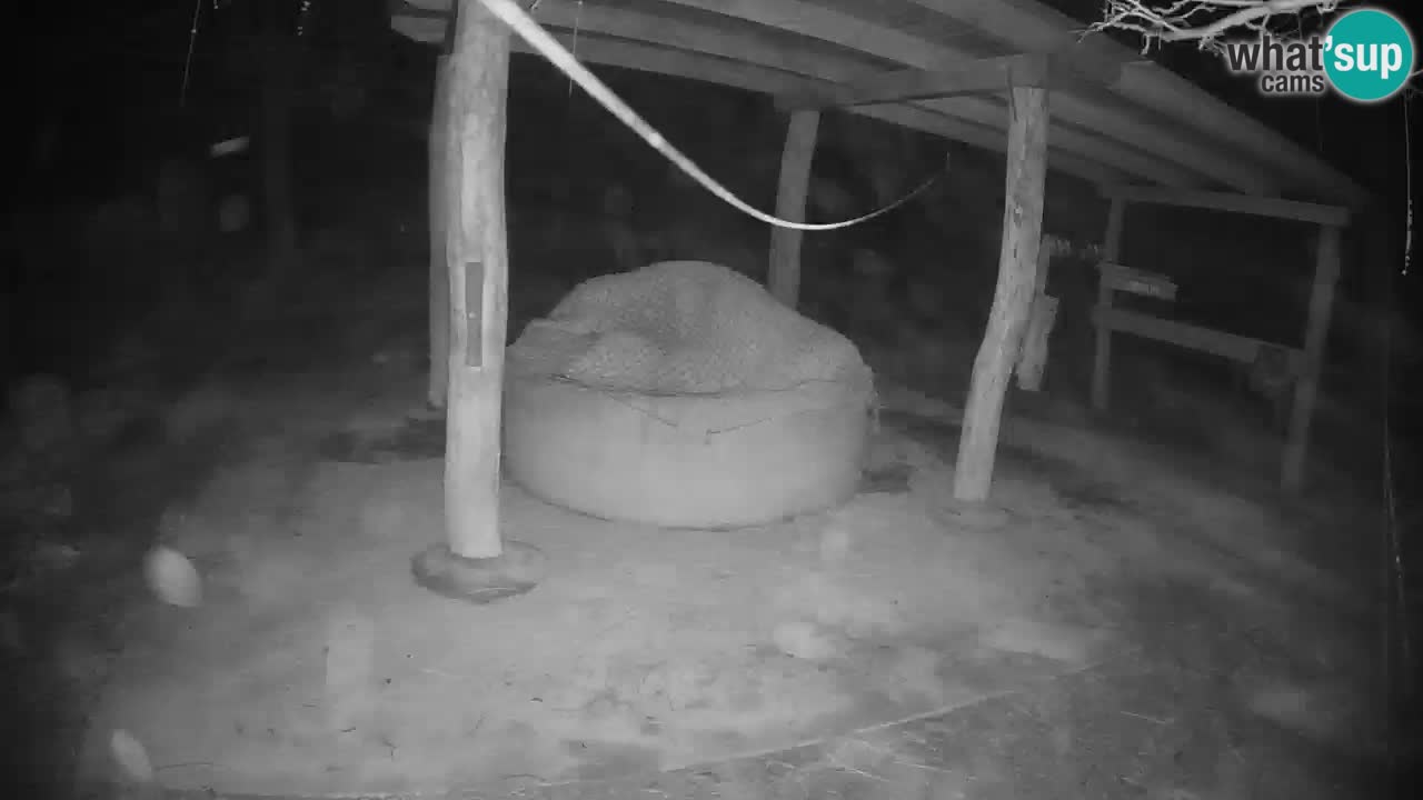 Live webcam Zebras in Ljubljana ZOO – Slovenia