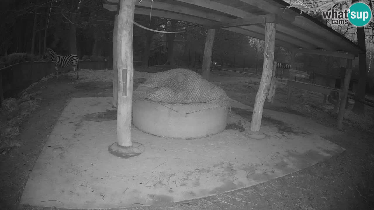 Camera en vivo Cebras in Ljubljana ZOO – Eslovenia