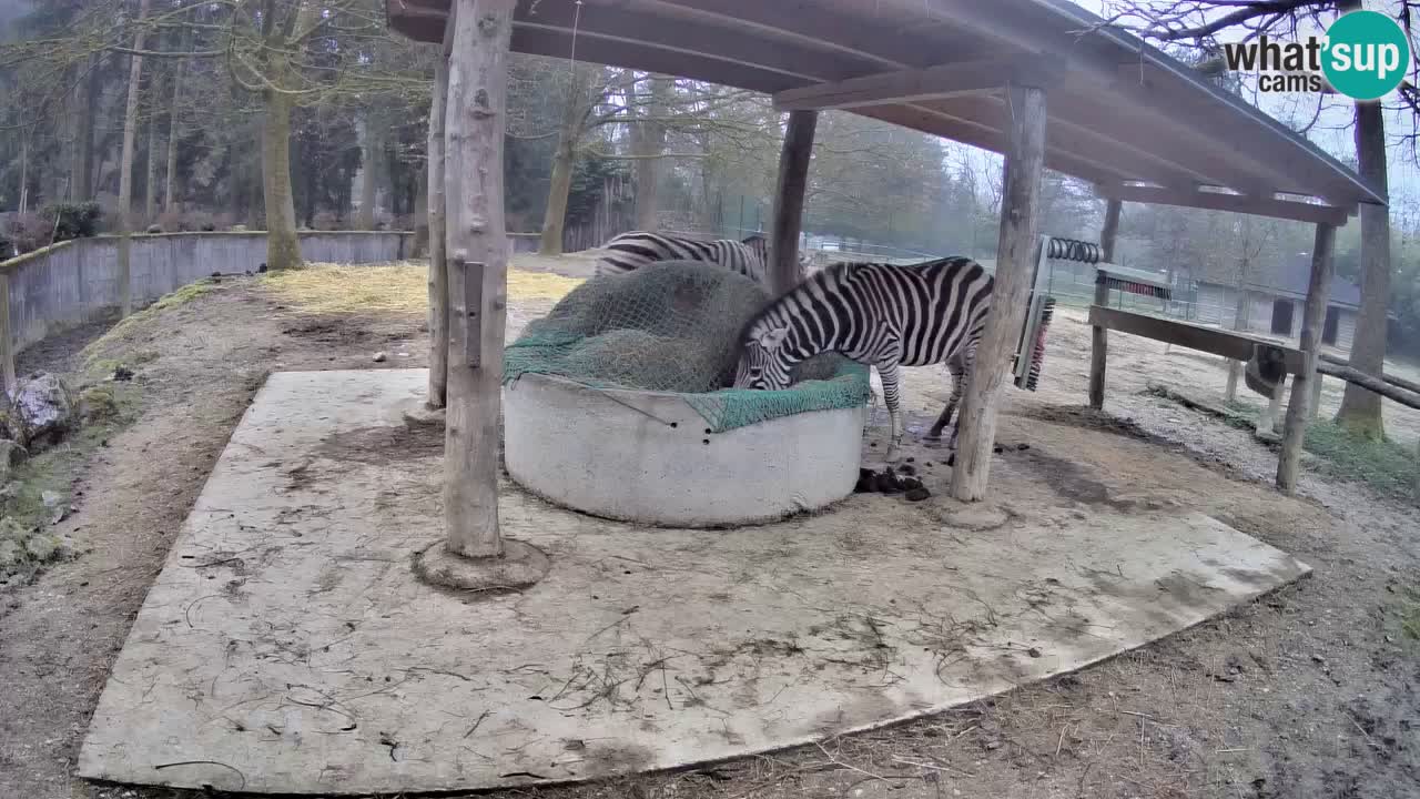 Camera en vivo Cebras in Ljubljana ZOO – Eslovenia