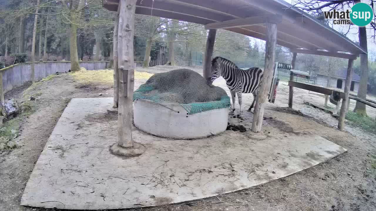 Live Webcam Zebras in Ljubljana ZOO – Slowenien