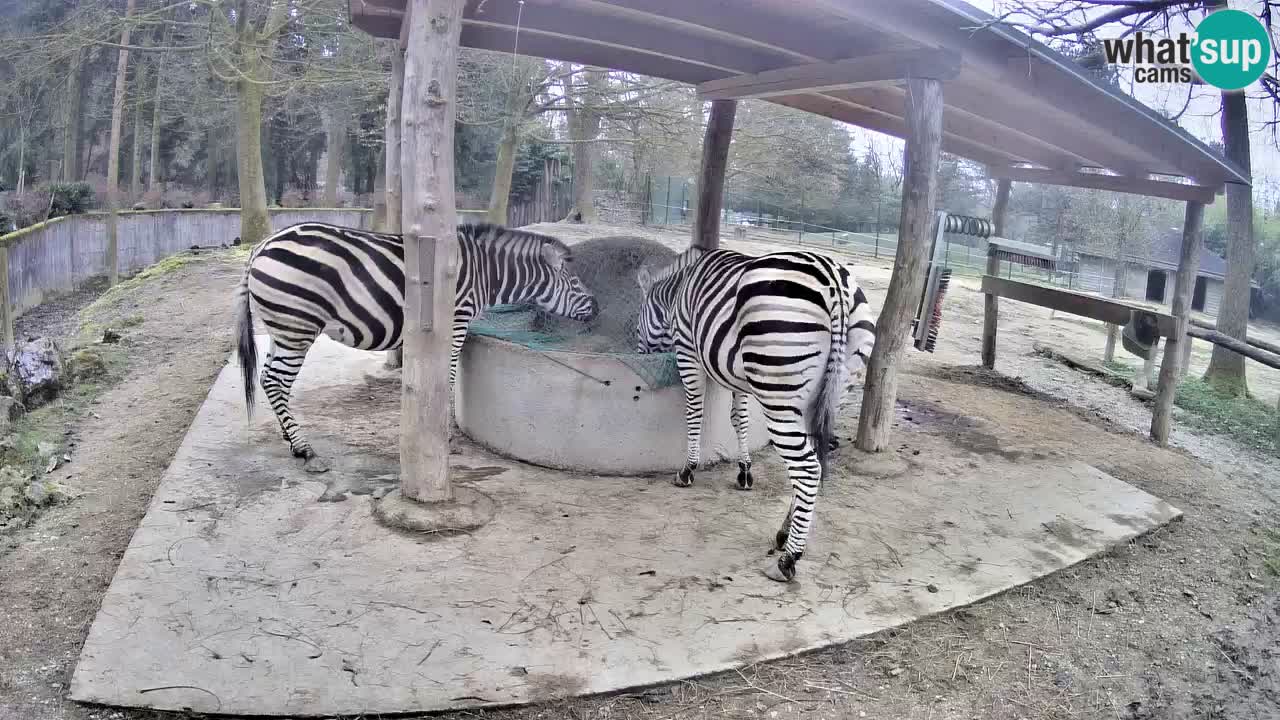 Live webcam Zebras in Ljubljana ZOO – Slovenia