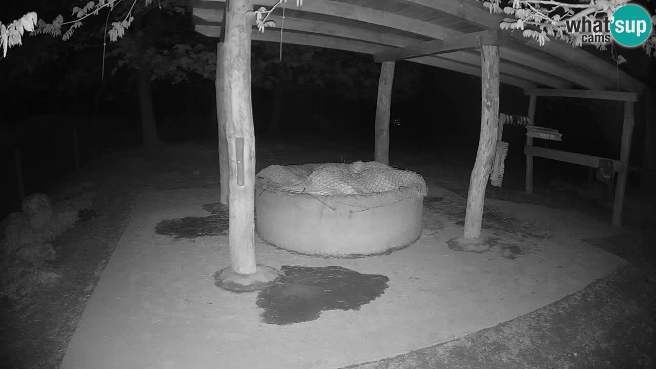 Live webcam Zebras in Ljubljana ZOO – Slovenia