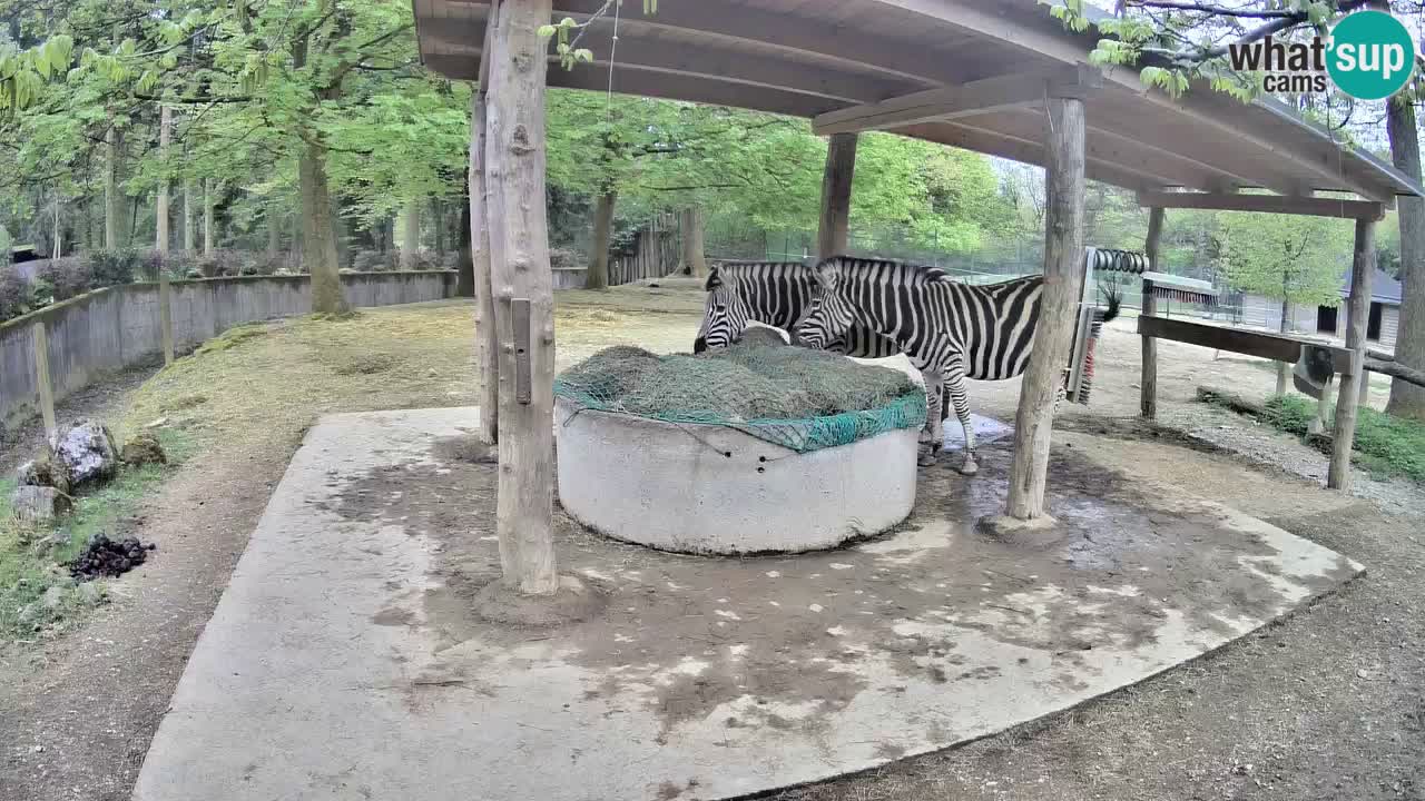 Le Zebre nello ZOO di Ljubljana – Slovenia Live webcam