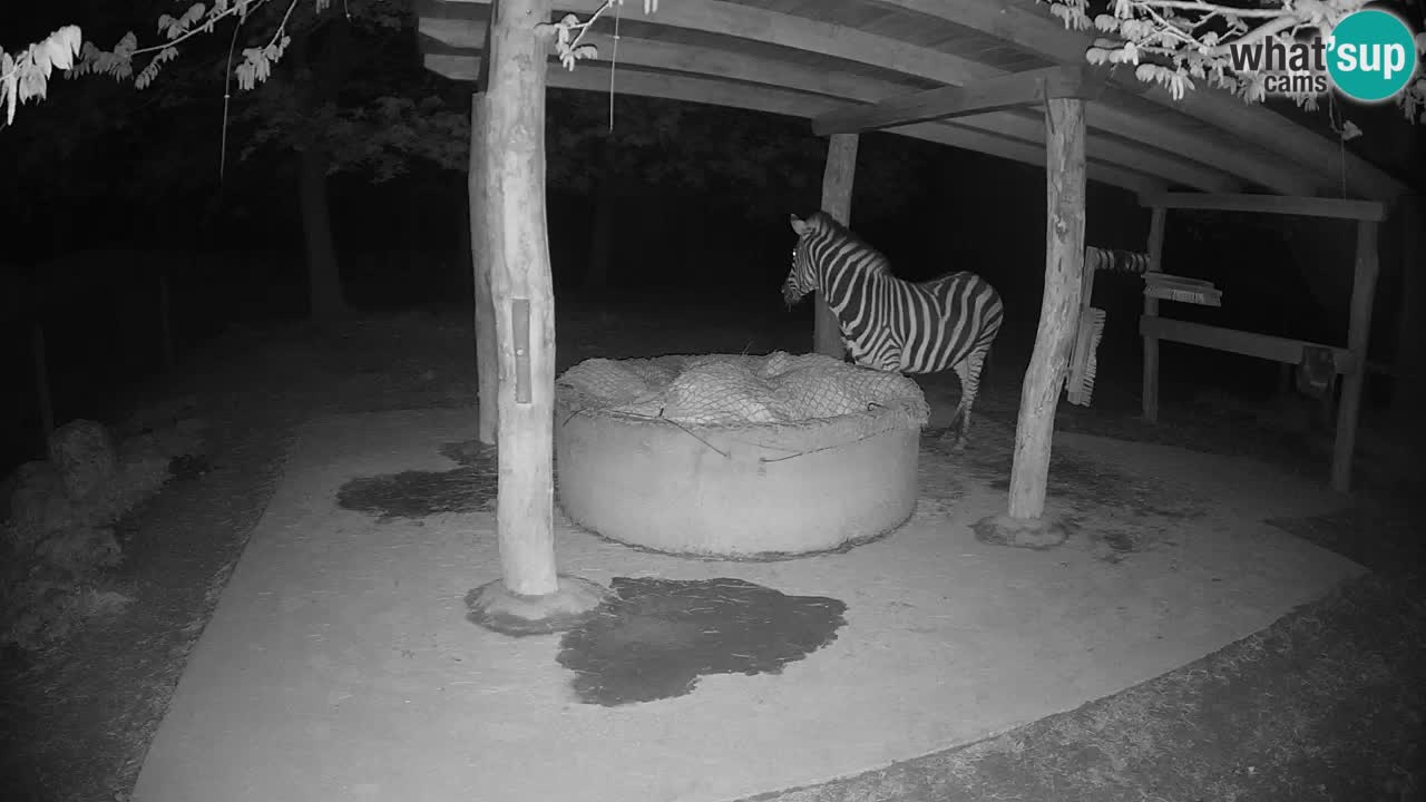 Camera en vivo Cebras in Ljubljana ZOO – Eslovenia