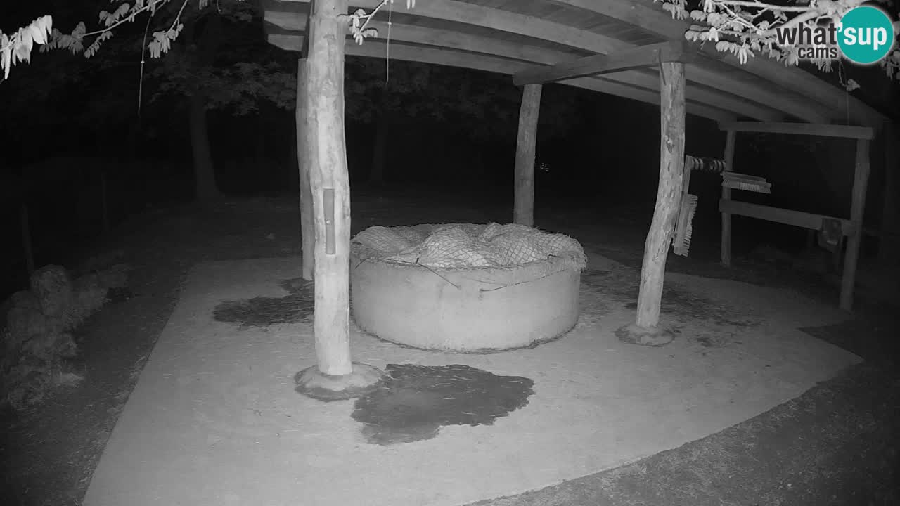 Web kamera uživo Zebras u ZOO Ljubljana – Slovenija