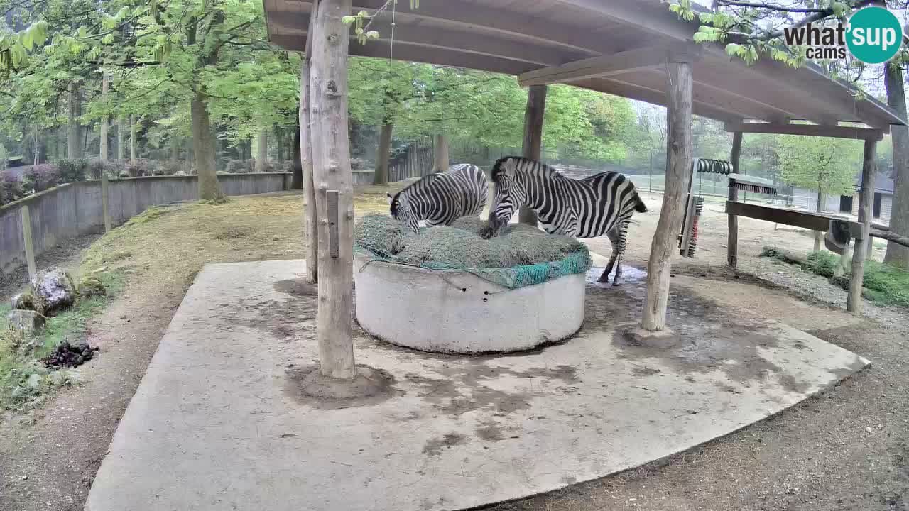 Live Webcam Zebras in Ljubljana ZOO – Slowenien