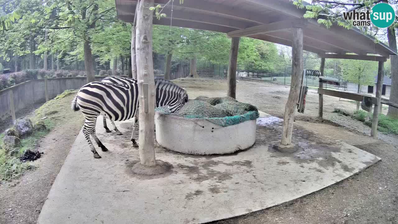 Live webcam Les zèbres in Ljubljana ZOO – Slovénie