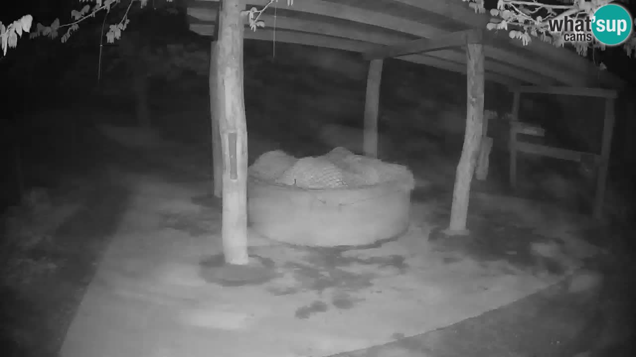 Zebre v živo v živalskem vrtu Ljubljana ZOO spletne kamere